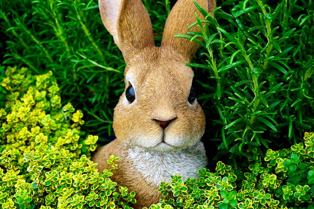 Comment bien démarrer dans l’élevage de lapins