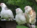 Raisons de choisir les poules comme animaux de compagnie