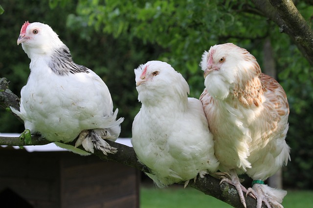 Raisons de choisir les poules comme animaux de compagnie