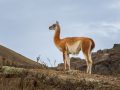 Les sous-espèces de lama : un aperçu de leur beauté et diversité