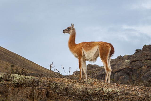 Les sous-espèces de lama : un aperçu de leur beauté et diversité