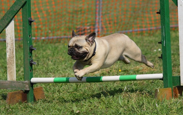 Les races de chiens faciles à entretenir