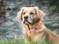 Les meilleurs conseils pour promener votre chien