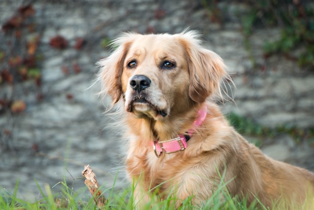 Les meilleurs conseils pour promener votre chien